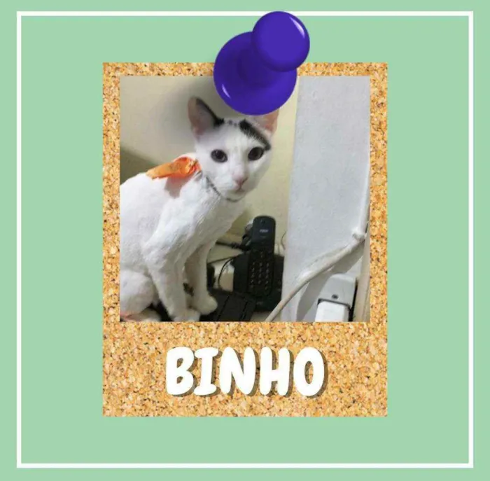 Gato ra a srd idade 2 anos nome Binho