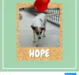 Hope