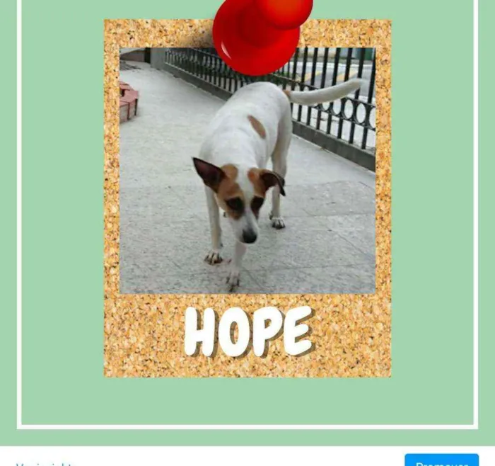 Cachorro ra a SRD-ViraLata idade 6 ou mais anos nome Hope
