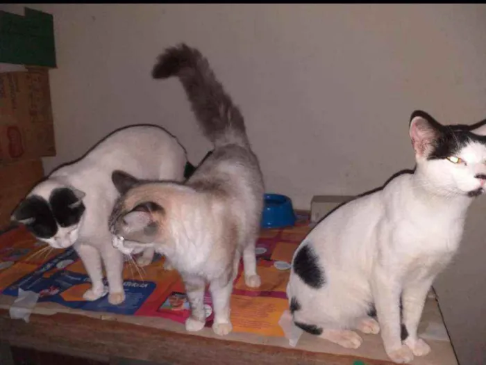 Gato ra a Indefinida idade 7 a 11 meses nome Sem nome