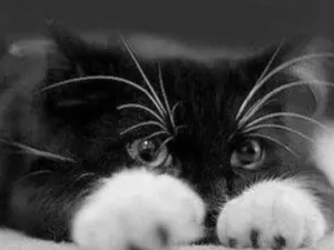 Gato raça SRD  idade 7 a 11 meses nome Sem nome