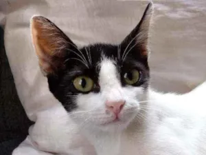 Gato raça Viralata idade 2 a 6 meses nome Kiara