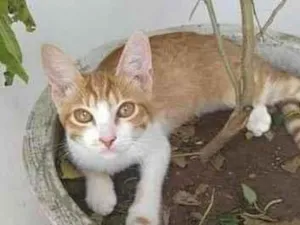 Gato raça SRD-ViraLata idade 2 a 6 meses nome Seriguela