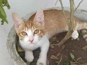 Gato ra a SRD-ViraLata idade 2 a 6 meses nome Seriguela