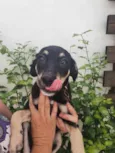 Cachorro raça Sem Raça Definida idade 2 a 6 meses nome Sem nome