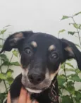 Cachorro raça Sem Raça Definida idade 2 a 6 meses nome Sem nome