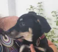 Cachorro raça Sem Raça Definida idade 2 a 6 meses nome Sem nome