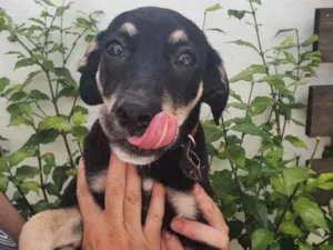 Cachorro raça Sem Raça Definida idade 2 a 6 meses nome Sem nome