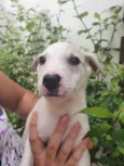 Cachorro raça Sem Raça Definida idade Abaixo de 2 meses nome Sem nome