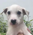 Cachorro raça Sem Raça Definida idade Abaixo de 2 meses nome Sem nome