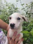Cachorro raça Sem Raça Definida idade Abaixo de 2 meses nome Sem nome