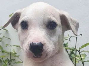 Cachorro raça Sem Raça Definida idade Abaixo de 2 meses nome Sem nome
