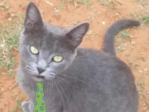 Gato raça SRD idade 2 a 6 meses nome Léo 