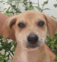Cachorro raça Sem Raça Definida idade Abaixo de 2 meses nome Sem nome