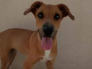 Cachorro raça Não definida idade 2 a 6 meses nome Ravena
