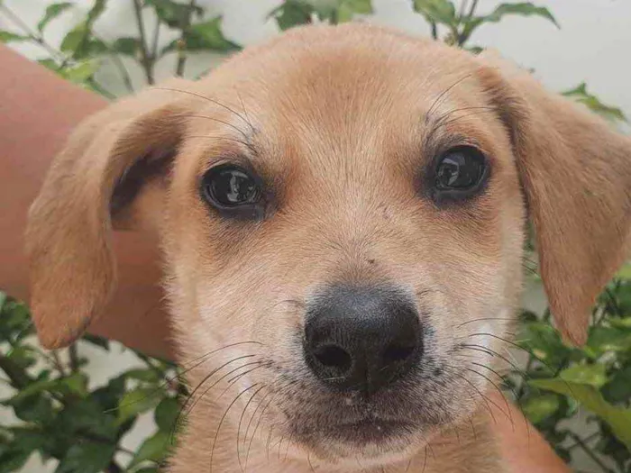 Cachorro raça Sem Raça Definida idade Abaixo de 2 meses nome Sem nome