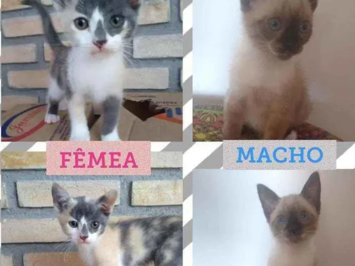 Gato raça SRD idade Abaixo de 2 meses nome Bebês