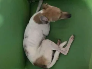 Cachorro raça Srd idade 2 a 6 meses nome Pintada