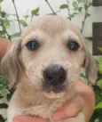 Cachorro raça Sem Raça Definida idade Abaixo de 2 meses nome Sem nome