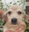 Cachorro raça Sem Raça Definida idade Abaixo de 2 meses nome Sem nome