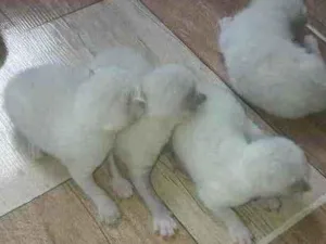 Gato raça Srd idade Abaixo de 2 meses nome Príncipes