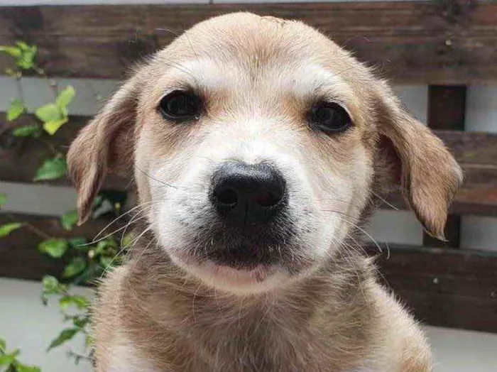 Cachorro raça Sem Raça Definida idade Abaixo de 2 meses nome Sem nome