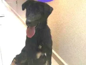 Cachorro raça srd idade 1 ano nome Max