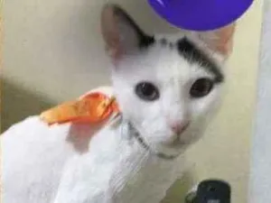 Gato raça srd idade 2 anos nome Binho