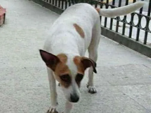 Cachorro ra a SRD-ViraLata idade 6 ou mais anos nome Hope
