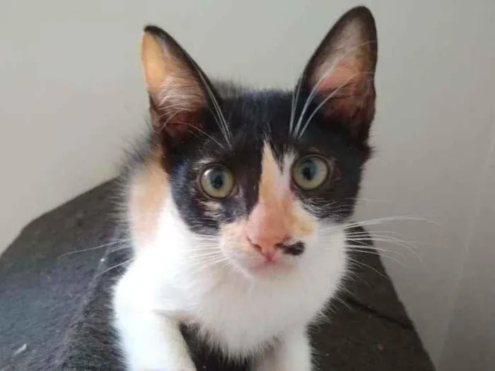 Gato ra a SRD-ViraLata idade 2 a 6 meses nome Bárbara