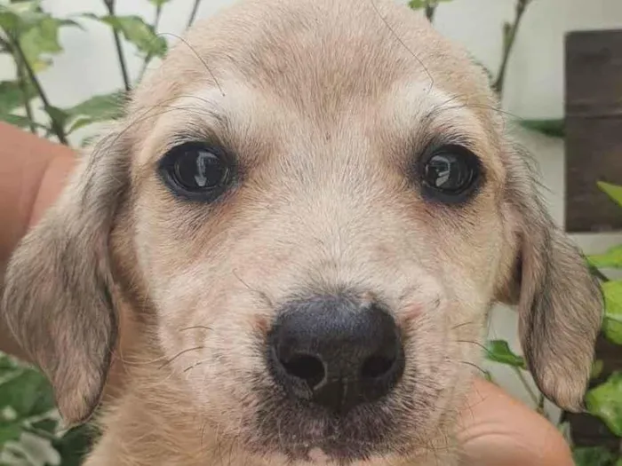 Cachorro raça Sem Raça Definida idade Abaixo de 2 meses nome Sem nome