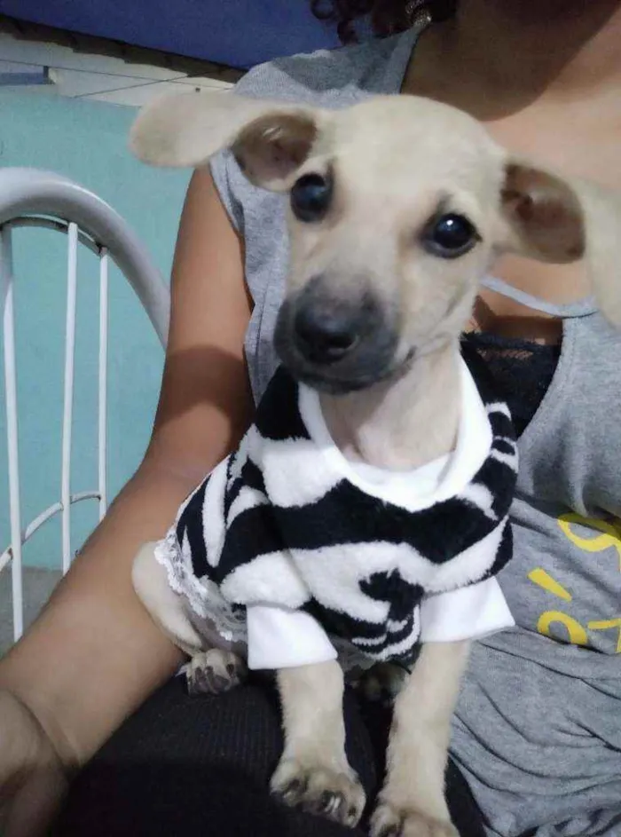 Cachorro raça Não sei idade 2 a 6 meses nome Quira