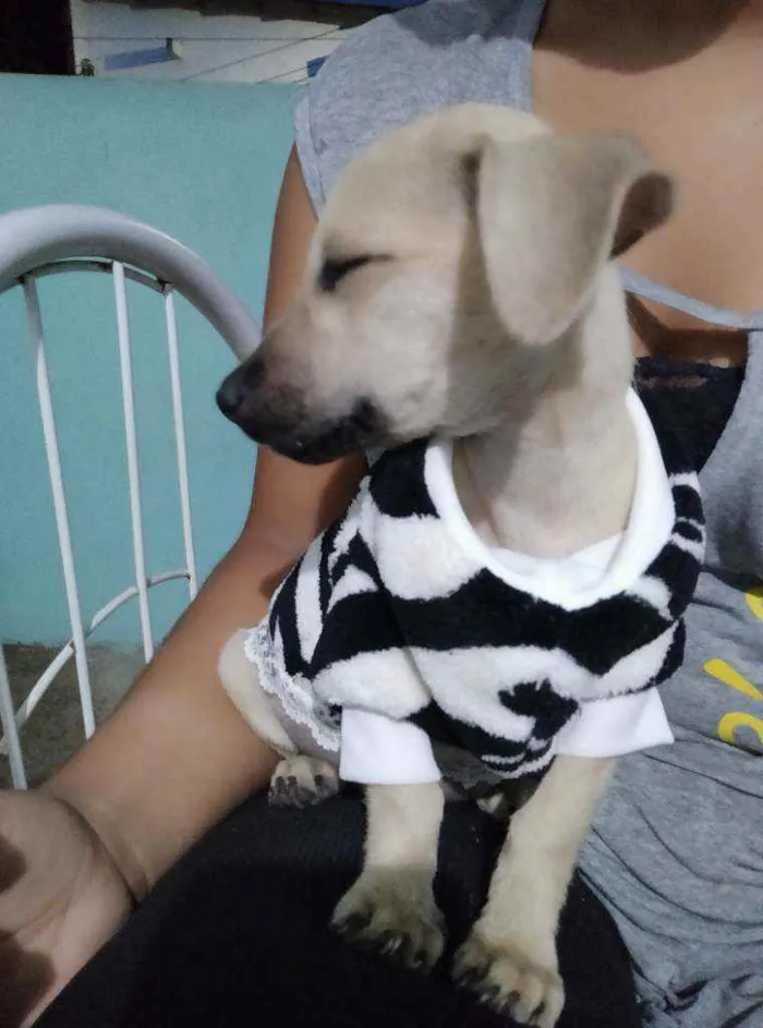 Cachorro raça Não sei idade 2 a 6 meses nome Quira