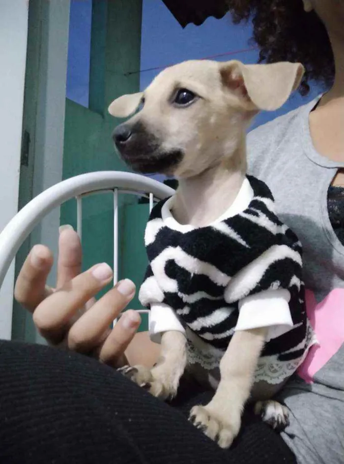 Cachorro raça Não sei idade 2 a 6 meses nome Quira