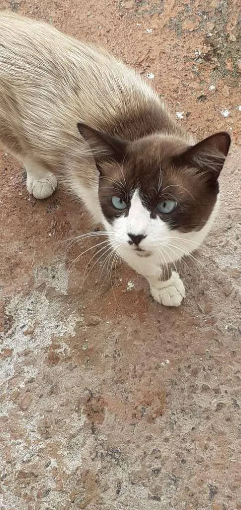 Gato ra a SRD-ViraLata idade 1 ano nome Paçoca