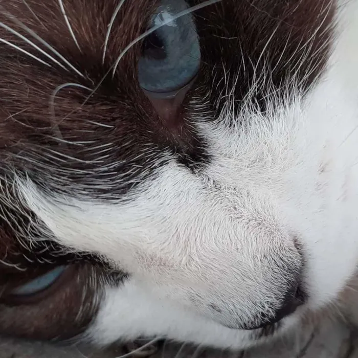 Gato ra a SRD-ViraLata idade 1 ano nome Paçoca