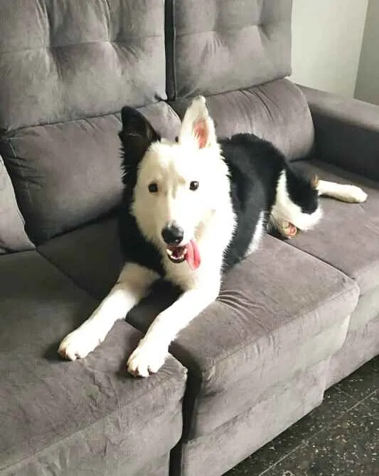 Cachorro raça Border Collie idade 7 a 11 meses nome Spike 