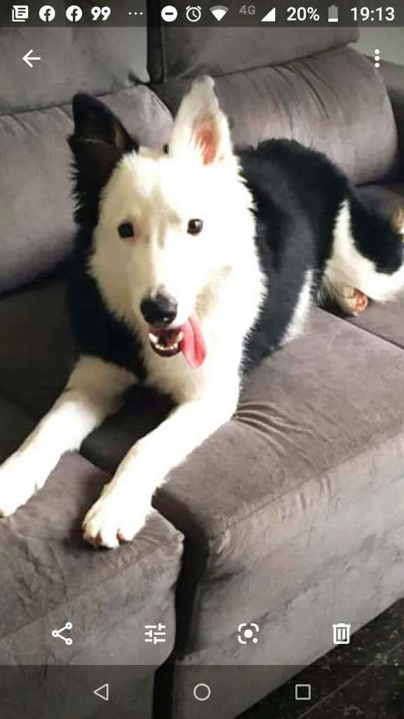 Cachorro raça Border Collie idade 7 a 11 meses nome Spike 