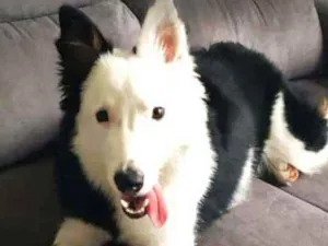 Cachorro raça Border Collie idade 7 a 11 meses nome Spike 