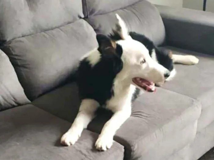Cachorro raça Border Collie idade 7 a 11 meses nome Spike 