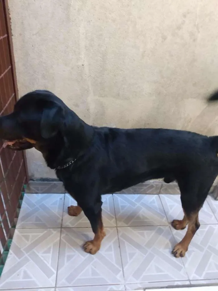 Cachorro ra a Rottweiler idade 2 anos nome Thor