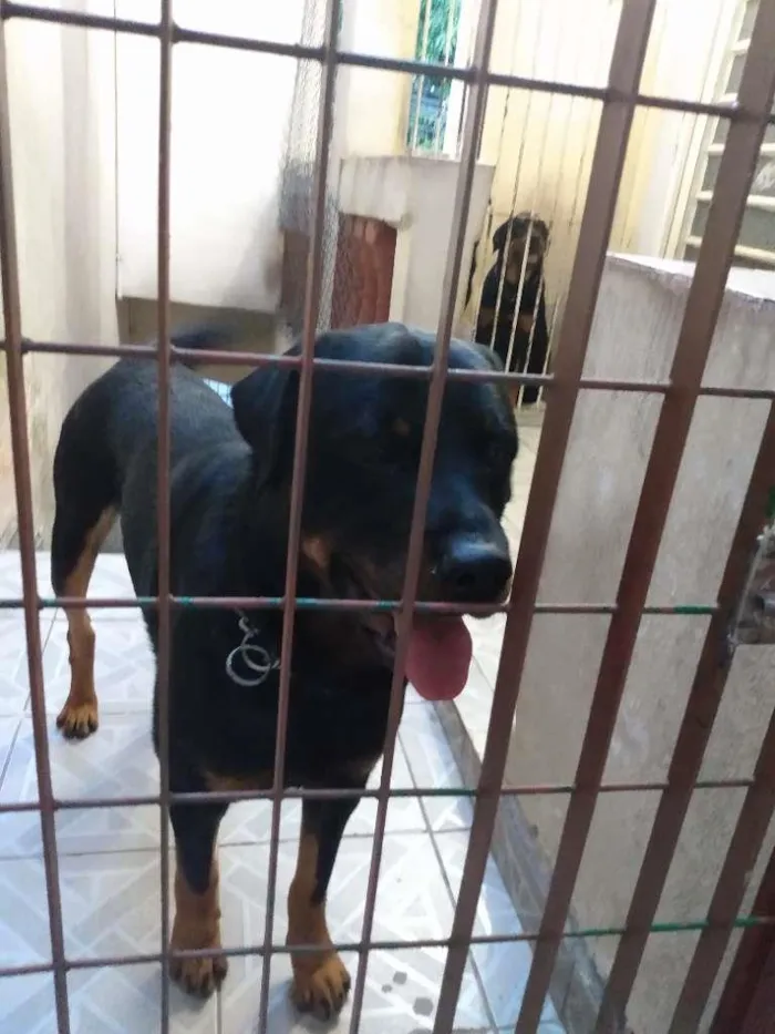 Cachorro ra a Rottweiler idade 2 anos nome Thor