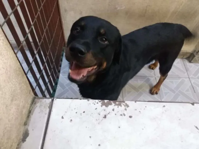 Cachorro ra a Rottweiler idade 2 anos nome Thor