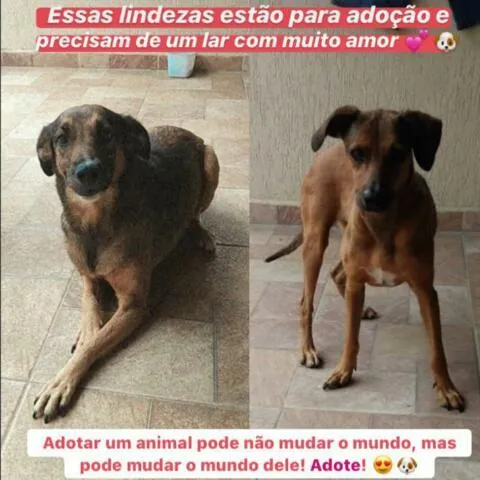 Cachorro ra a Viralata idade 5 anos nome Café e Miss