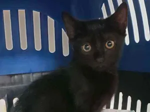 Gato raça SRD idade 2 a 6 meses nome Luke