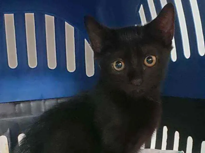 Gato raça SRD idade 2 a 6 meses nome Luke