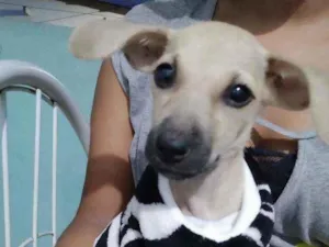 Cachorro raça Não sei idade 2 a 6 meses nome Quira