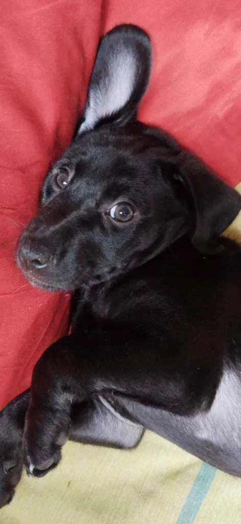 Cachorro ra a Labrador idade 2 a 6 meses nome Filhote de Labrador 