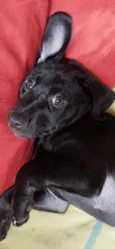 Filhote de Labrador