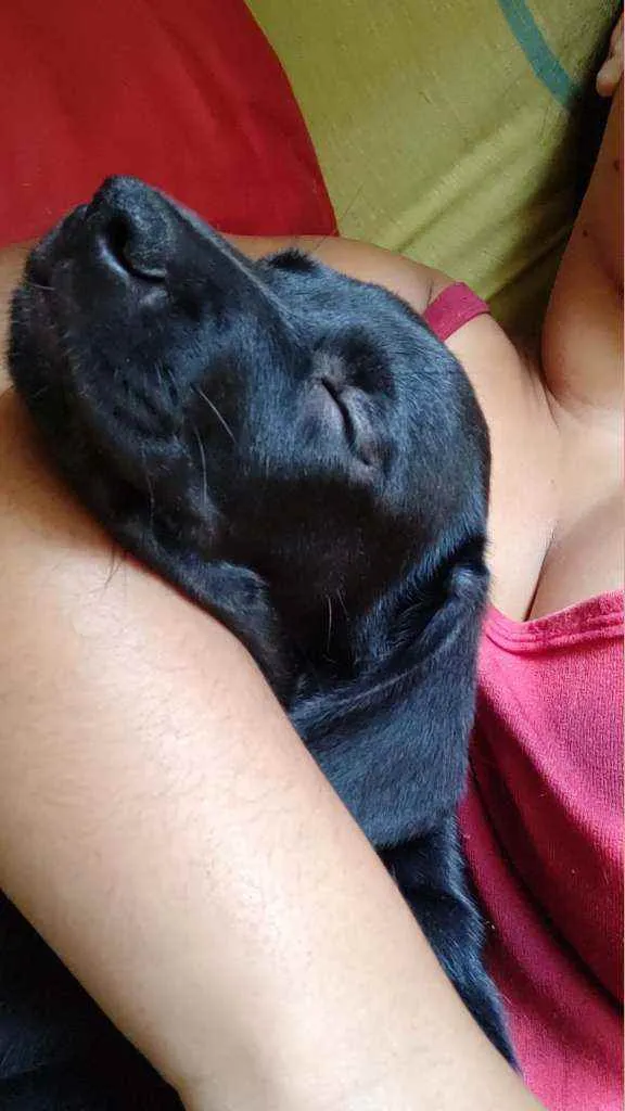 Cachorro ra a Labrador idade 2 a 6 meses nome Filhote de Labrador 